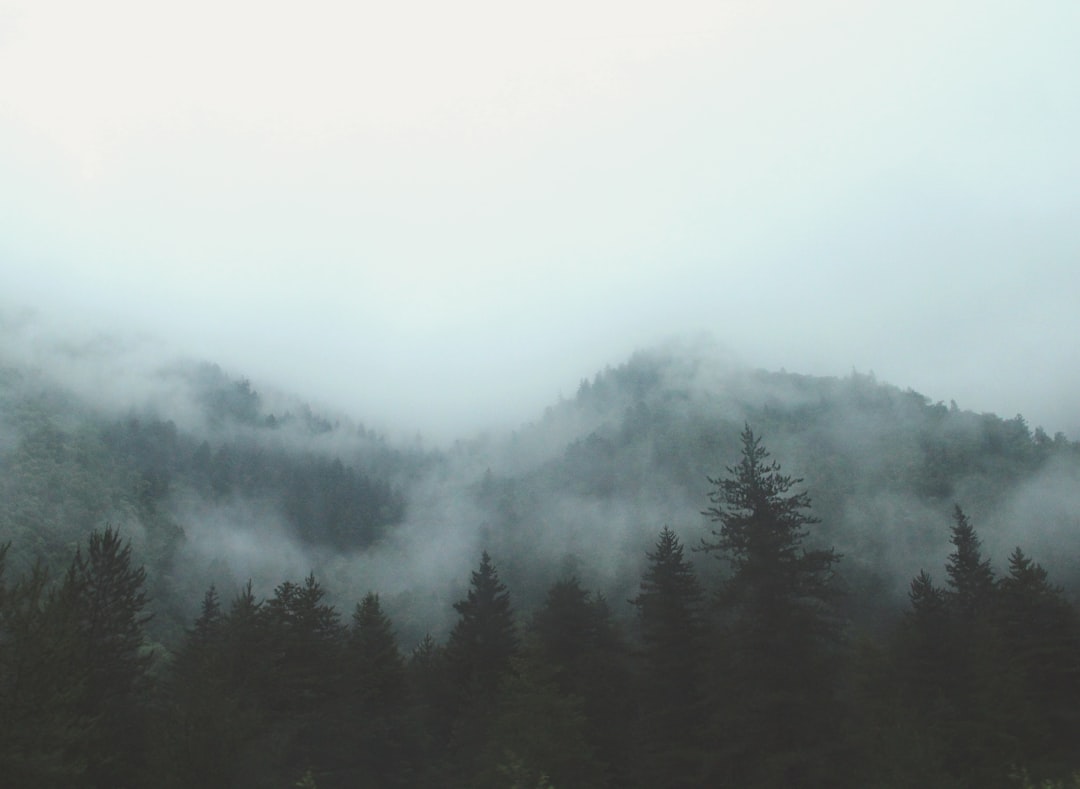 Photo Foggy forest